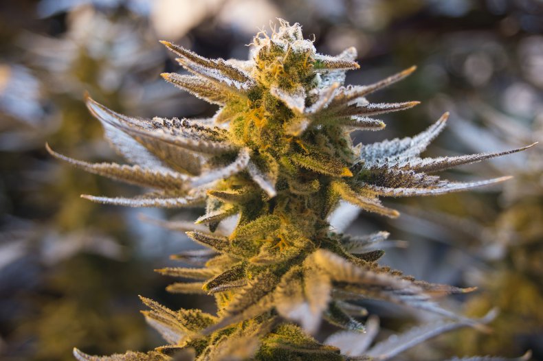 marihuana